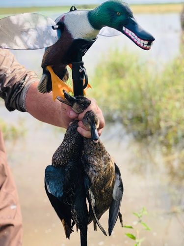 MOJO ELITE SERIES SPOONZILLA - MALLARD DRAKE DECOY - Image 4